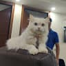 Nishant Goel's profile picture